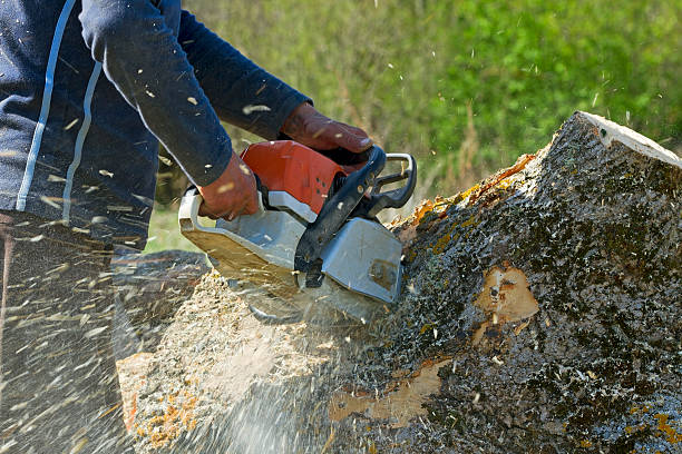 Large Tree Removal